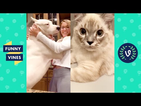 TRY NOT TO LAUGH - Cute Cats & Funny Dogs