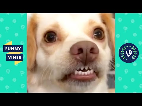 TRY NOT TO LAUGH - Cute Funny Animals of the Week