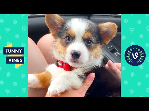 TRY NOT TO LAUGH - Cute Puppies Videos