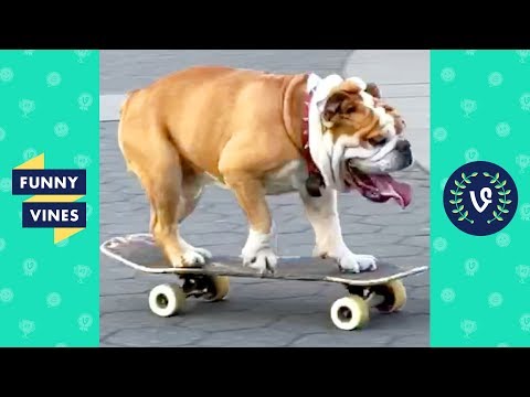 TRY NOT TO LAUGH - Cutest and Funny Animals!