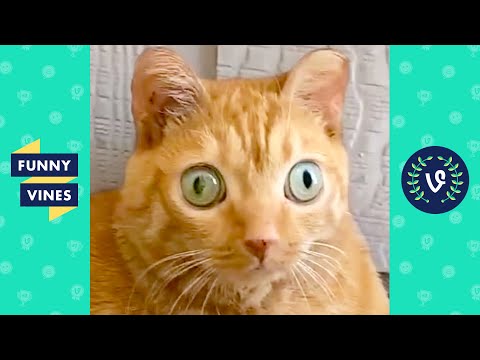 TRY NOT TO LAUGH - Cutest Pets & Funny Animal Clips!