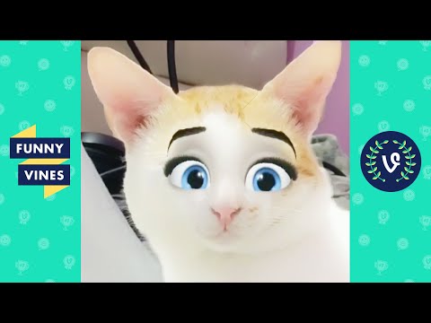 TRY NOT TO LAUGH - Funny Animal Videos!