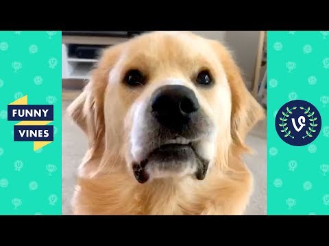 TRY NOT TO LAUGH - Funny Animal Videos of the week!