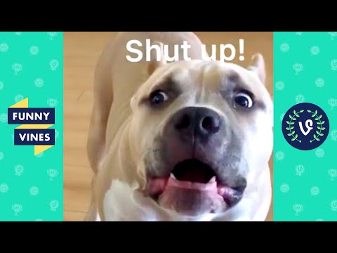 TRY NOT TO LAUGH - Funny Animals Videos!