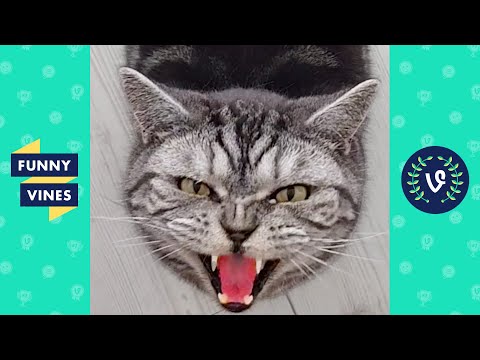 TRY NOT TO LAUGH - Funny Cats and Cute Kittens