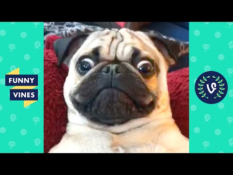 TRY NOT TO LAUGH - Funny Dogs