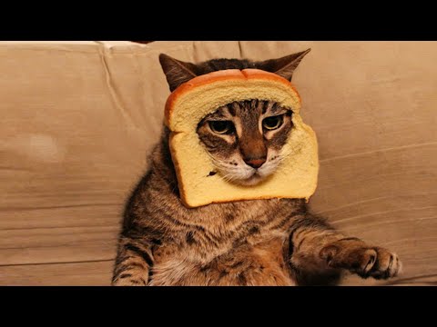 Try Not To Laugh - Funny Dogs And Cats Reaction 2020 😹