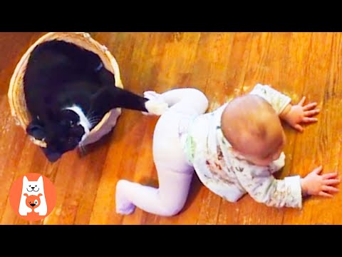 TRY NOT TO LAUGH ★ 1001 La extraña forma en que los bebés se hacen amigos de los gatos