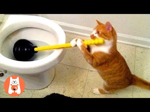 TRY NOT TO LAUGH ★ Gato gracioso hace que todo ensucie y falle | mascotas graciosas
