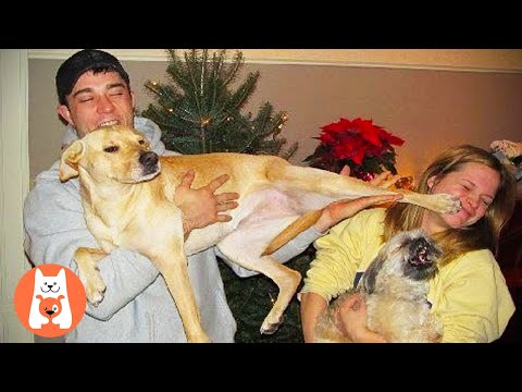 TRY NOT TO LAUGH ★ Los perros celosos divertidos quieren llamar la atención sobre sus dueños