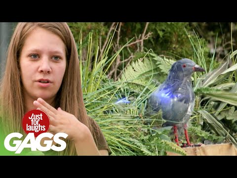 Victims Accidentally Roast Pigeon