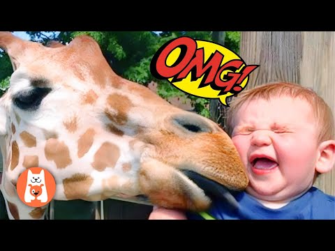 Videos de risa 😜 Los Bebés Se Divierten en el Zoológico || Espanol Funniest Videos
