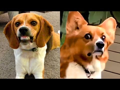 Which Breed Wins: Beagle vs Corgi