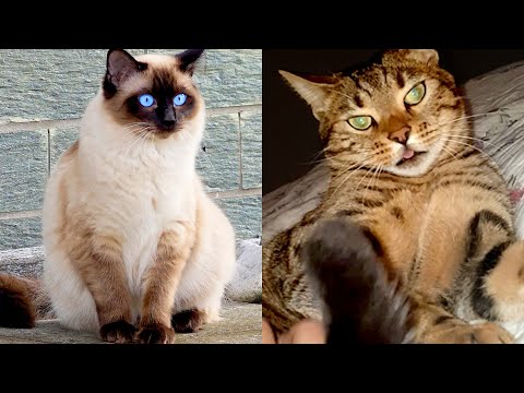 Who Wins: Bengal cat vs Siamese Cat