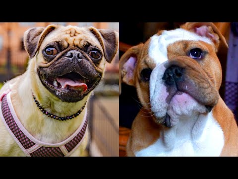 Who wins: Bulldog VS Pug | Funny Pet Videos