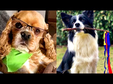 Who Wins: Cocker Spaniel vs Border Collie | Funny Pet Videos