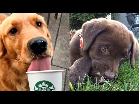 Who Wins: Golden Retriever vs Labrador Retriever