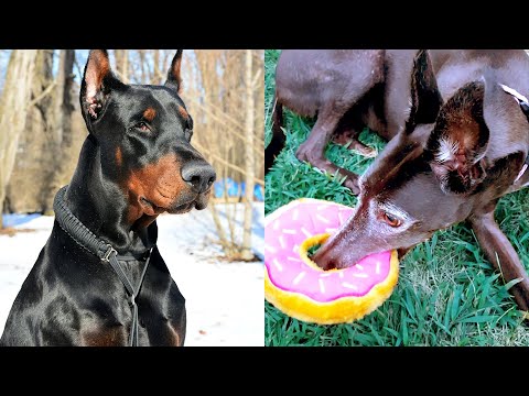 Who Wins: Greyhound VS Doberman