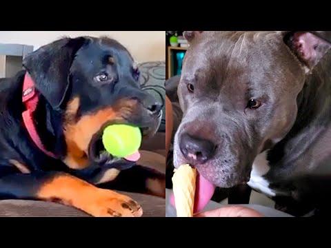 Who Wins: Rottweiler vs Pit Bull