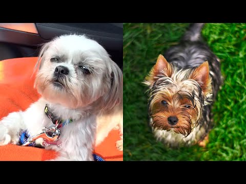 Who Wins: Shih Tzu vs Cairn Terrier